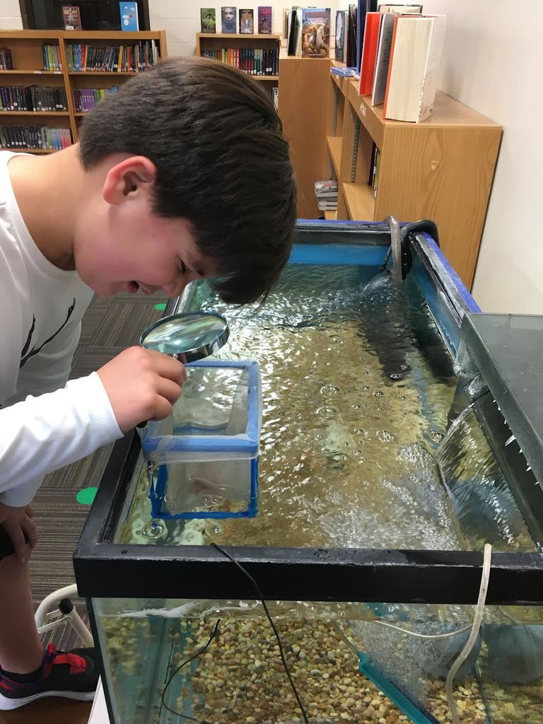 student using magnifying glass to look at fish