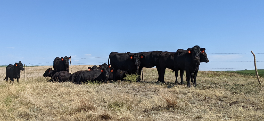 OHS Cattle Co Heifers